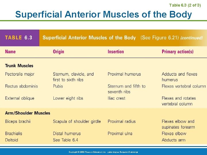 Table 6. 3 (2 of 3) Superficial Anterior Muscles of the Body Copyright ©
