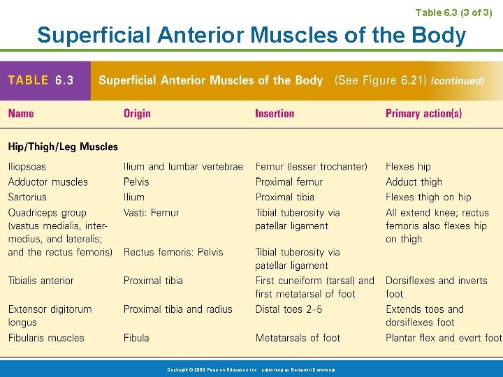 Table 6. 3 (3 of 3) Superficial Anterior Muscles of the Body Copyright ©