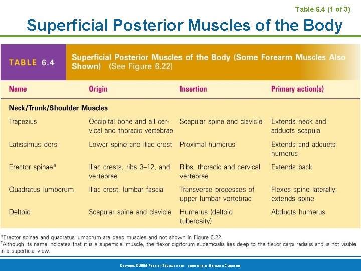 Table 6. 4 (1 of 3) Superficial Posterior Muscles of the Body Copyright ©
