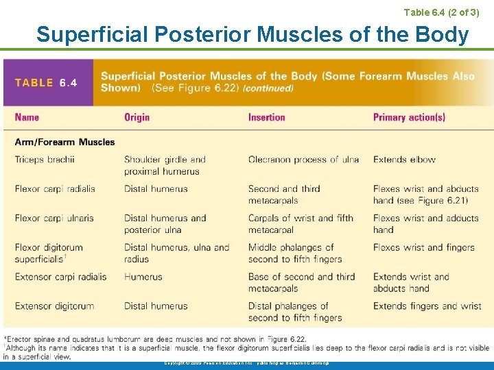 Table 6. 4 (2 of 3) Superficial Posterior Muscles of the Body Copyright ©