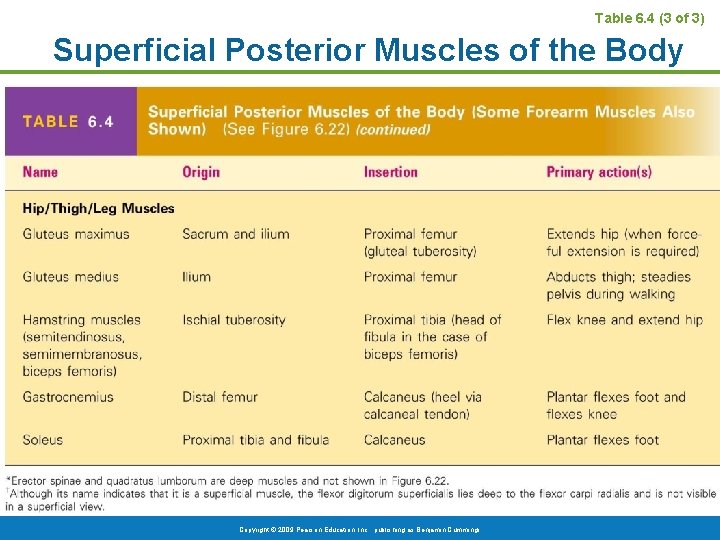 Table 6. 4 (3 of 3) Superficial Posterior Muscles of the Body Copyright ©