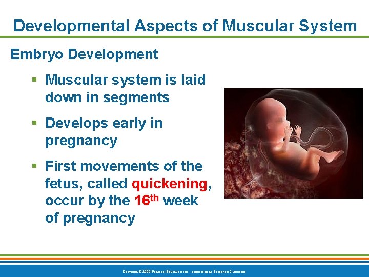 Developmental Aspects of Muscular System Embryo Development § Muscular system is laid down in