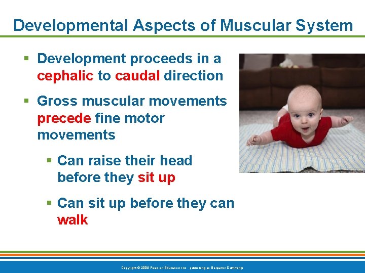 Developmental Aspects of Muscular System § Development proceeds in a cephalic to caudal direction