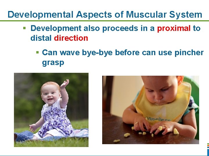 Developmental Aspects of Muscular System § Development also proceeds in a proximal to distal