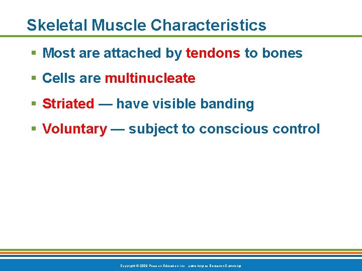 Skeletal Muscle Characteristics § Most are attached by tendons to bones § Cells are