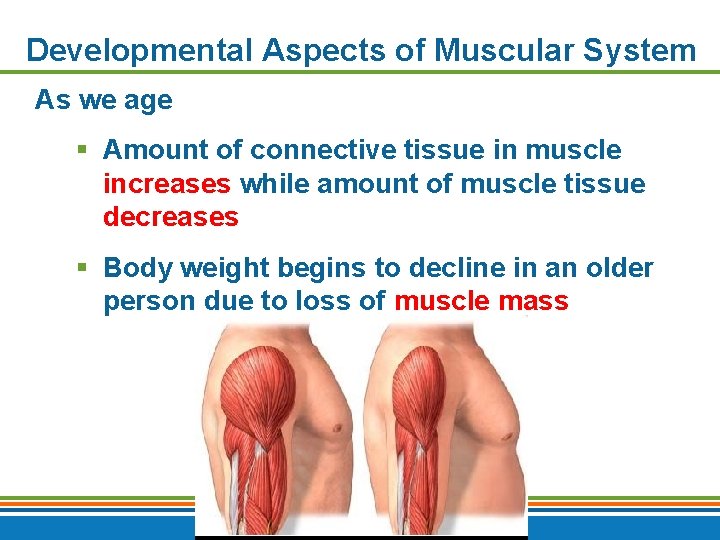 Developmental Aspects of Muscular System As we age § Amount of connective tissue in