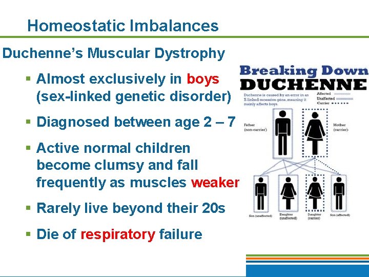 Homeostatic Imbalances Duchenne’s Muscular Dystrophy § Almost exclusively in boys (sex-linked genetic disorder) §