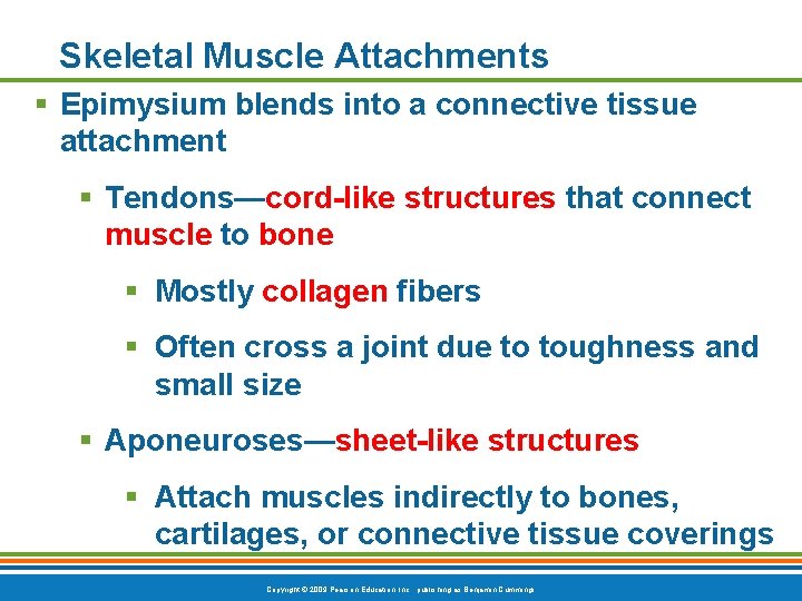 Skeletal Muscle Attachments § Epimysium blends into a connective tissue attachment § Tendons—cord-like structures