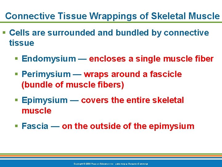 Connective Tissue Wrappings of Skeletal Muscle § Cells are surrounded and bundled by connective