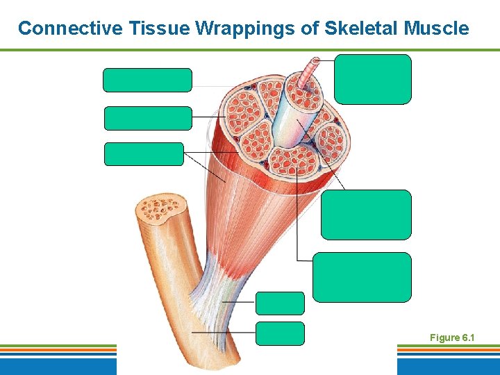 Connective Tissue Wrappings of Skeletal Muscle Figure 6. 1 Copyright © 2009 Pearson Education,