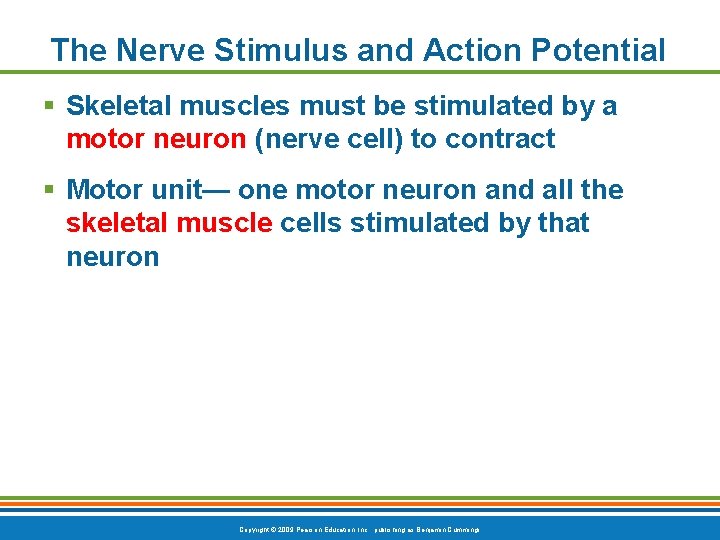 The Nerve Stimulus and Action Potential § Skeletal muscles must be stimulated by a