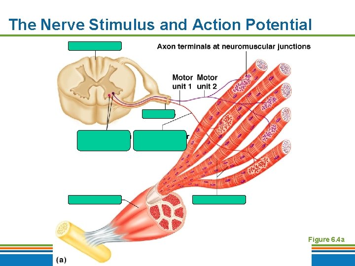 The Nerve Stimulus and Action Potential Figure 6. 4 a Copyright © 2009 Pearson