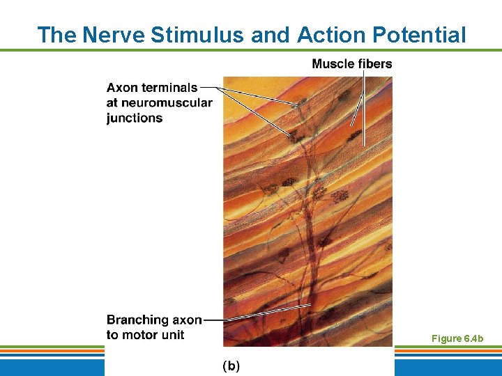 The Nerve Stimulus and Action Potential Figure 6. 4 b Copyright © 2009 Pearson