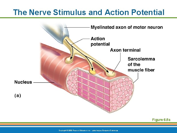 The Nerve Stimulus and Action Potential Figure 6. 5 a Copyright © 2009 Pearson