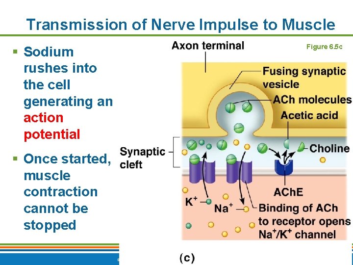 Transmission of Nerve Impulse to Muscle Figure 6. 5 c § Sodium rushes into