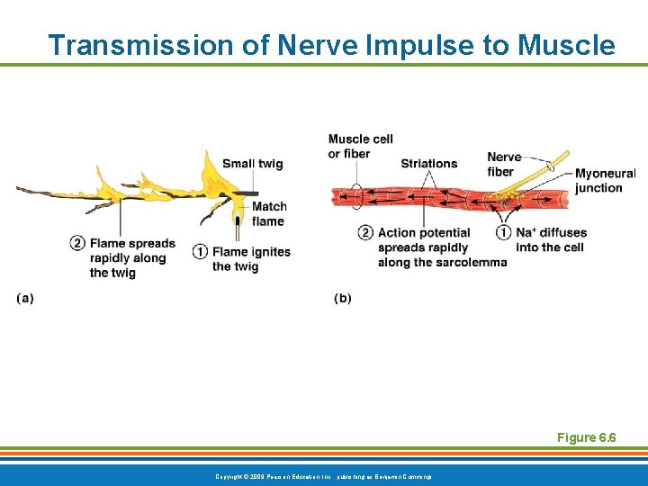 Transmission of Nerve Impulse to Muscle Figure 6. 6 Copyright © 2009 Pearson Education,