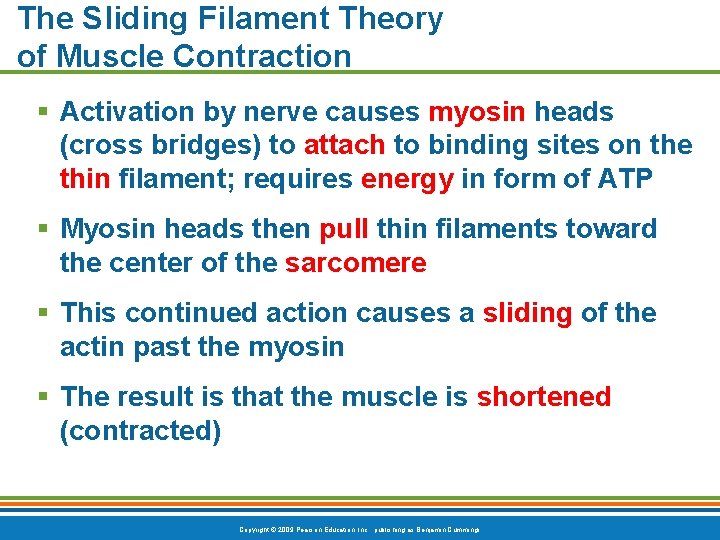 The Sliding Filament Theory of Muscle Contraction § Activation by nerve causes myosin heads