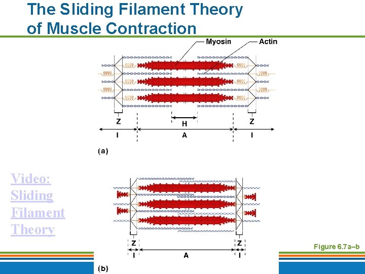 The Sliding Filament Theory of Muscle Contraction Video: Sliding Filament Theory Figure 6. 7
