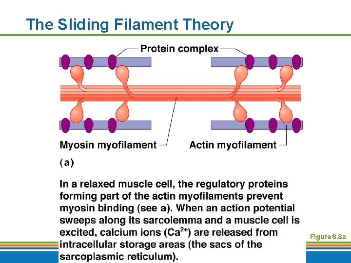 The Sliding Filament Theory Figure 6. 8 a Copyright © 2009 Pearson Education, Inc.