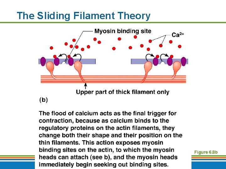 The Sliding Filament Theory Figure 6. 8 b Copyright © 2009 Pearson Education, Inc.