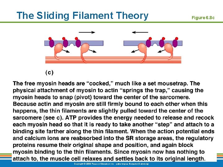 The Sliding Filament Theory Copyright © 2009 Pearson Education, Inc. , publishing as Benjamin