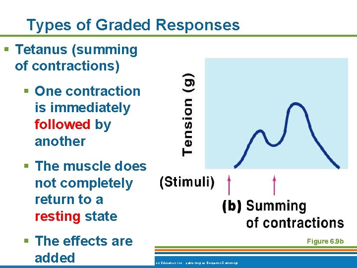 Types of Graded Responses § Tetanus (summing of contractions) § One contraction is immediately