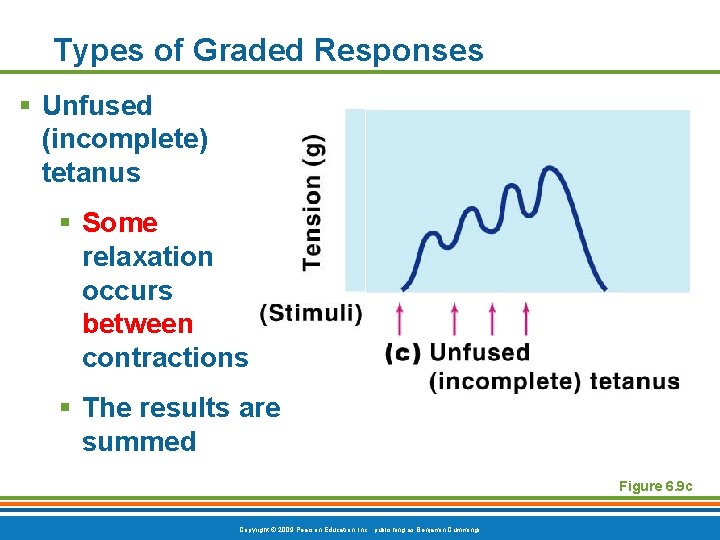Types of Graded Responses § Unfused (incomplete) tetanus § Some relaxation occurs between contractions