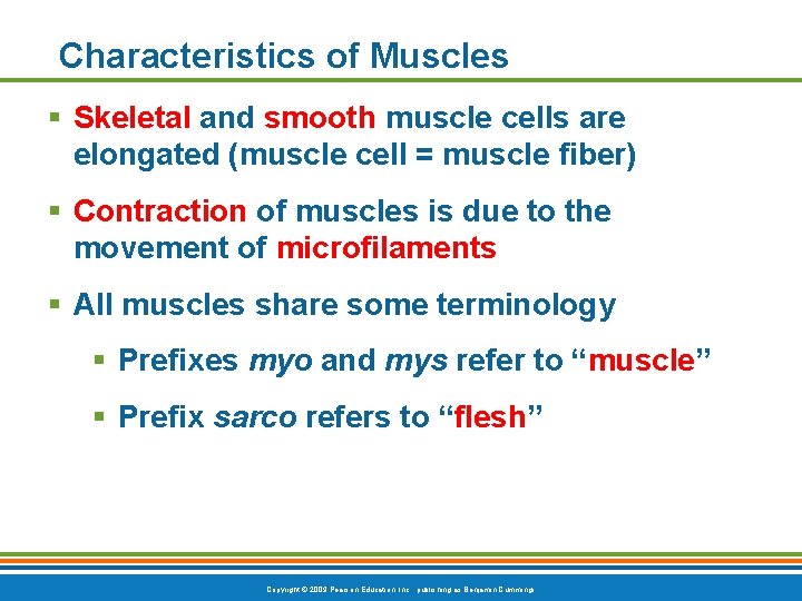 Characteristics of Muscles § Skeletal and smooth muscle cells are elongated (muscle cell =