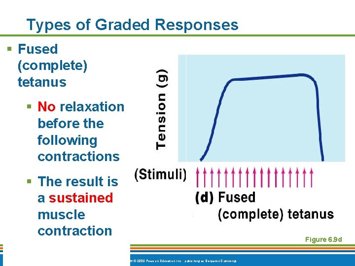 Types of Graded Responses § Fused (complete) tetanus § No relaxation before the following