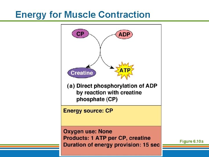 Energy for Muscle Contraction Figure 6. 10 a Copyright © 2009 Pearson Education, Inc.