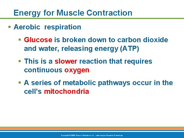 Energy for Muscle Contraction § Aerobic respiration § Glucose is broken down to carbon