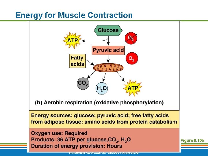 Energy for Muscle Contraction Figure 6. 10 b Copyright © 2009 Pearson Education, Inc.