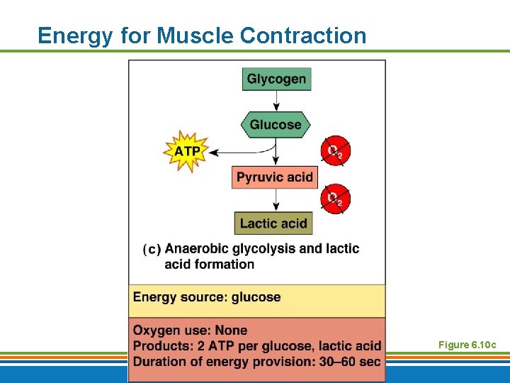 Energy for Muscle Contraction Figure 6. 10 c Copyright © 2009 Pearson Education, Inc.