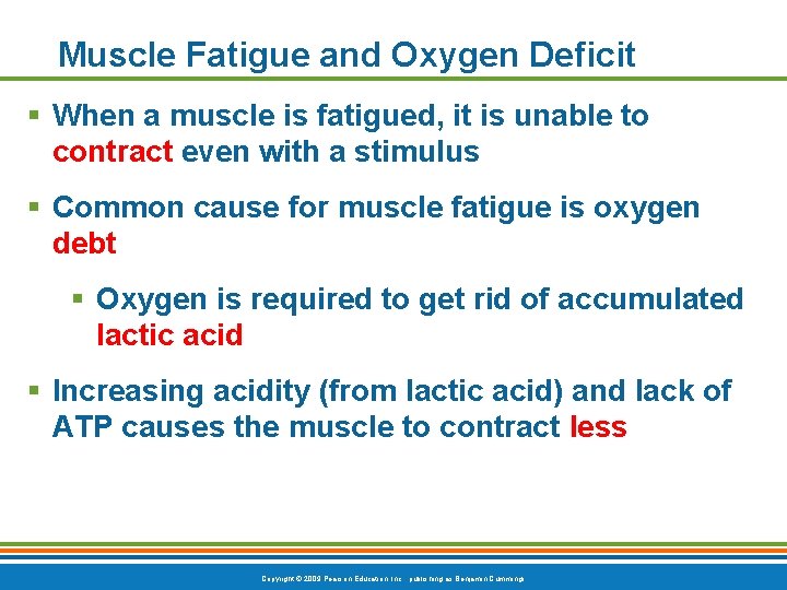 Muscle Fatigue and Oxygen Deficit § When a muscle is fatigued, it is unable