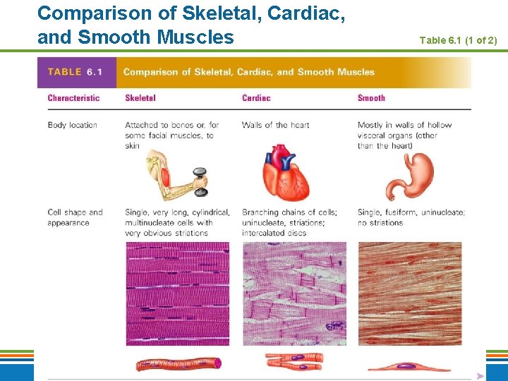 Comparison of Skeletal, Cardiac, and Smooth Muscles Copyright © 2009 Pearson Education, Inc. ,