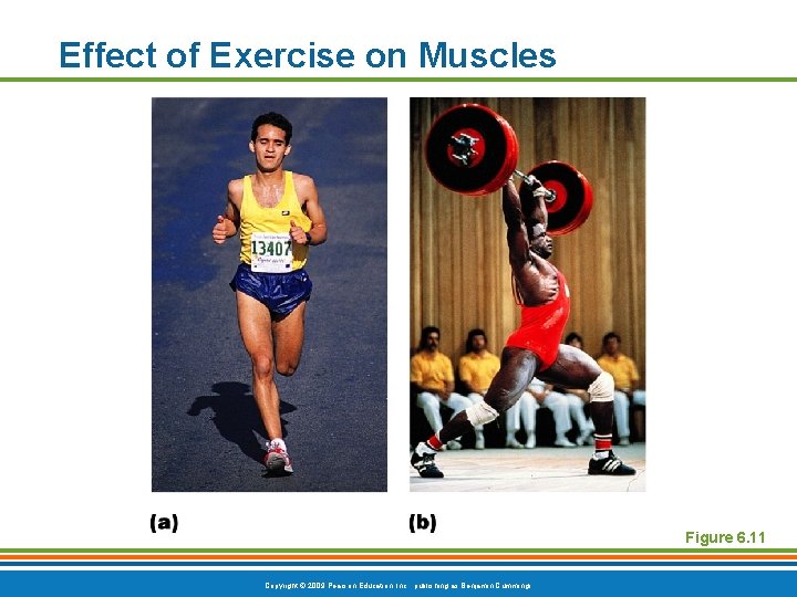Effect of Exercise on Muscles Figure 6. 11 Copyright © 2009 Pearson Education, Inc.