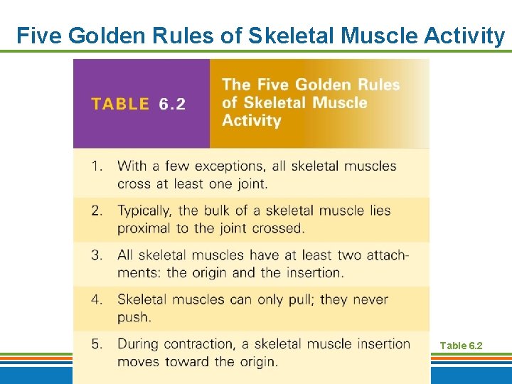 Five Golden Rules of Skeletal Muscle Activity Table 6. 2 Copyright © 2009 Pearson