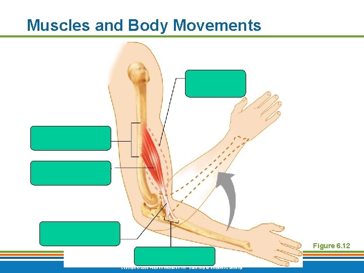 Muscles and Body Movements Figure 6. 12 Copyright © 2009 Pearson Education, Inc. ,