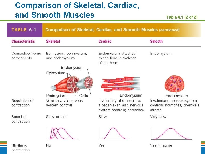 Comparison of Skeletal, Cardiac, and Smooth Muscles Copyright © 2009 Pearson Education, Inc. ,