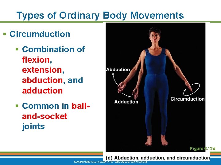 Types of Ordinary Body Movements § Circumduction § Combination of flexion, extension, abduction, and