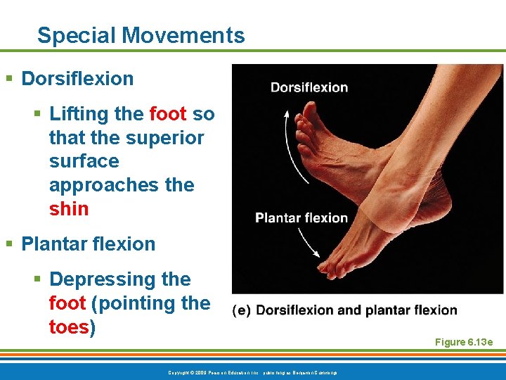 Special Movements § Dorsiflexion § Lifting the foot so that the superior surface approaches