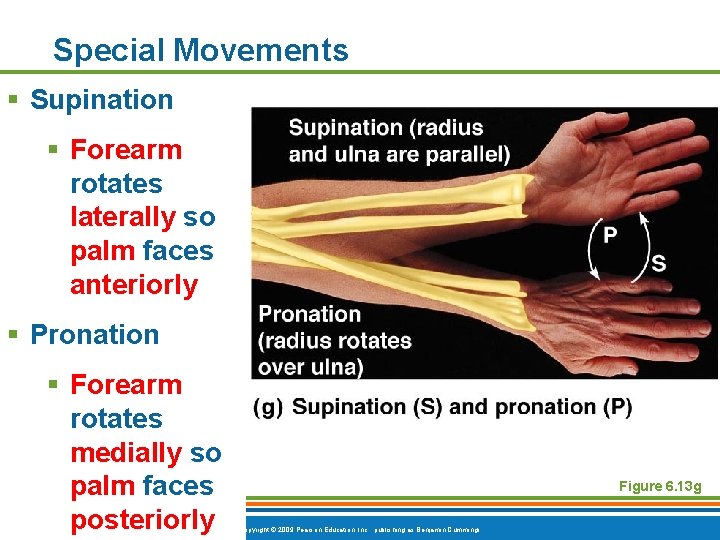 Special Movements § Supination § Forearm rotates laterally so palm faces anteriorly § Pronation