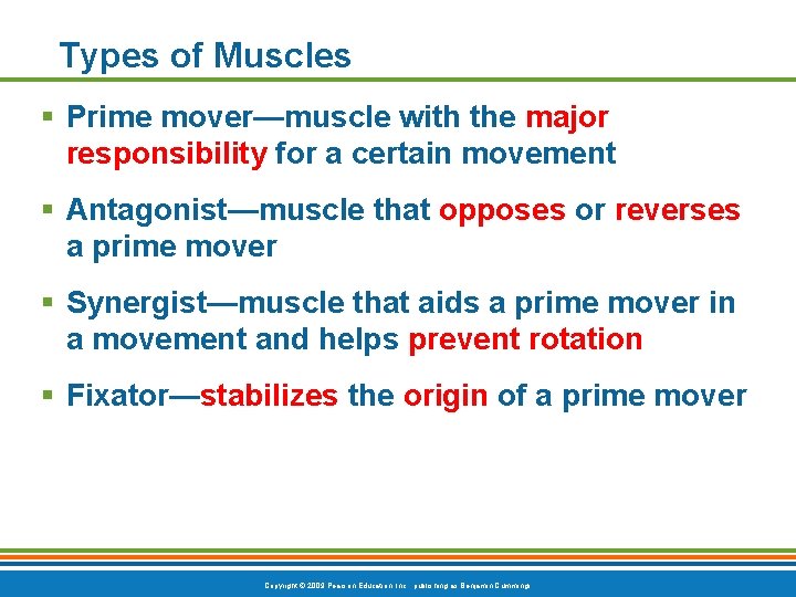 Types of Muscles § Prime mover—muscle with the major responsibility for a certain movement