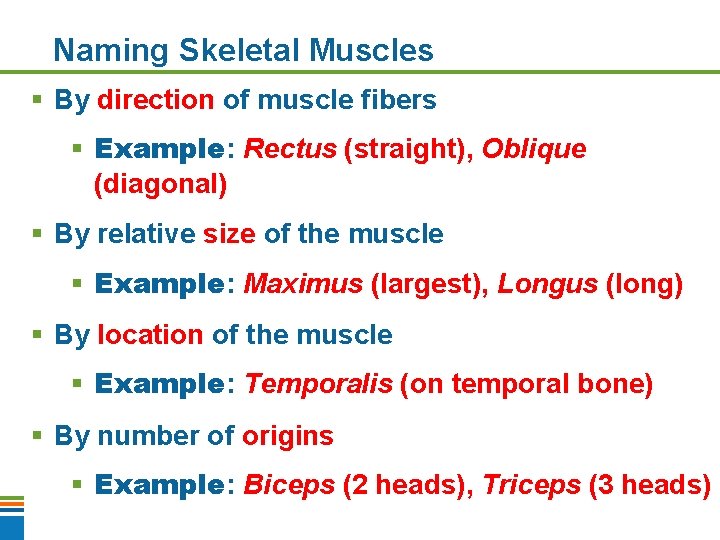 Naming Skeletal Muscles § By direction of muscle fibers § Example: Rectus (straight), Oblique