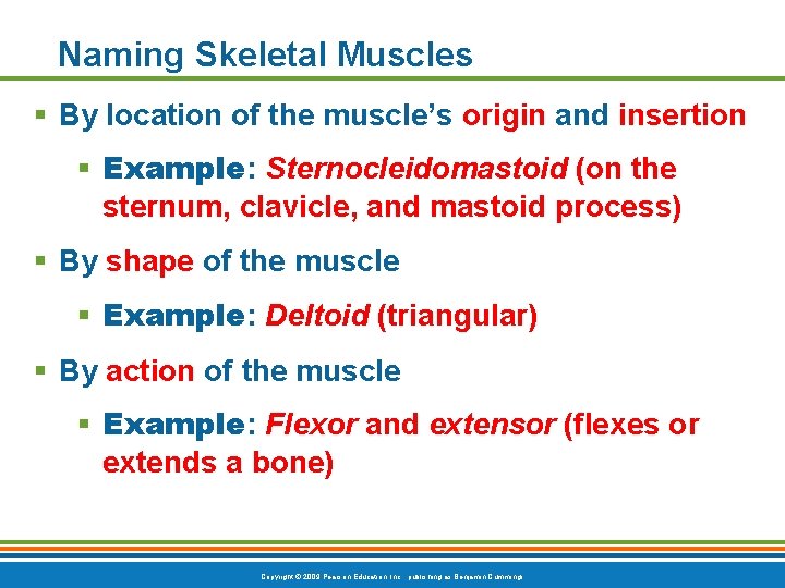 Naming Skeletal Muscles § By location of the muscle’s origin and insertion § Example: