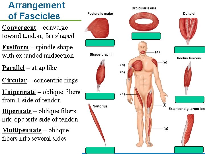 Arrangement of Fascicles Convergent – converge toward tendon; fan shaped Fusiform – spindle shape