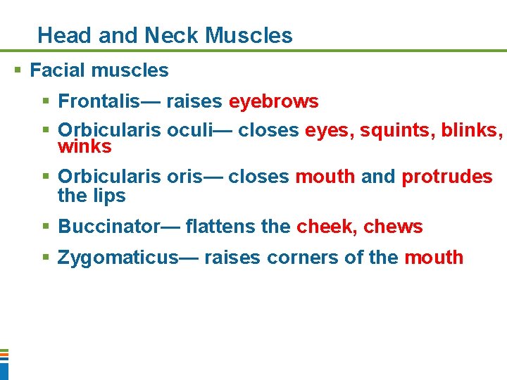 Head and Neck Muscles § Facial muscles § Frontalis— raises eyebrows § Orbicularis oculi—