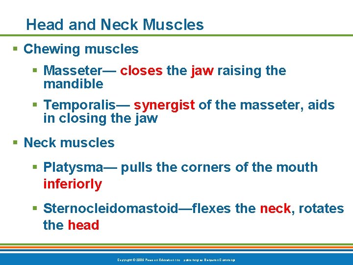 Head and Neck Muscles § Chewing muscles § Masseter— closes the jaw raising the
