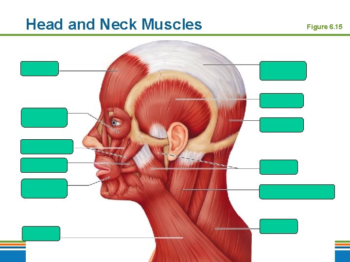 Head and Neck Muscles Copyright © 2009 Pearson Education, Inc. , publishing as Benjamin