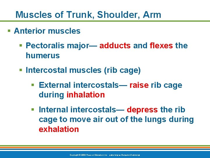 Muscles of Trunk, Shoulder, Arm § Anterior muscles § Pectoralis major— adducts and flexes